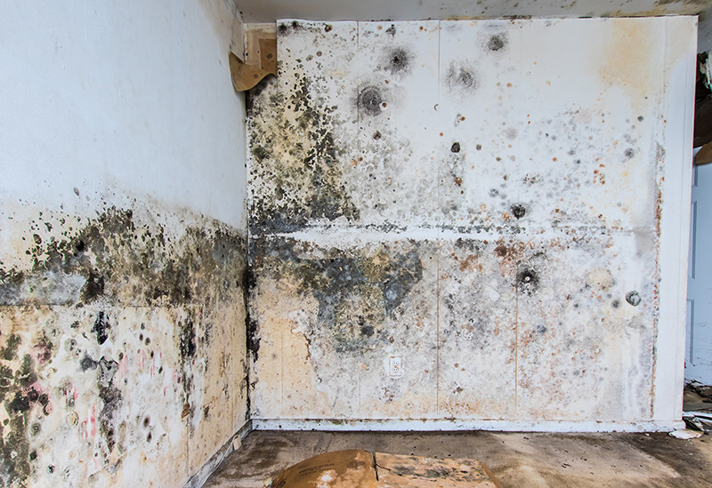 Commercial Asbestos & Mold Services